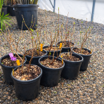 Zimovec včasný (Chimonanthus praecox) výška 20-30 cm, kont.C3L